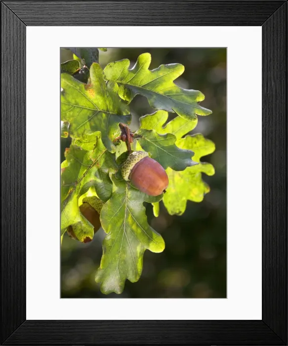 Framed Print : English Oak or Pendunculate Oak acorns Framed Print : English Oak or Pendunculate Oak acorns