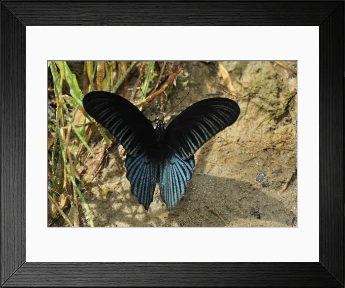 Framed Print : Great Mormon - male - Gunung Leuser National Park - Northern Sumatra - Indonesia Framed Print : Great Mormon - male - Gunung Leuser National Park - Northern Sumatra - Indonesia