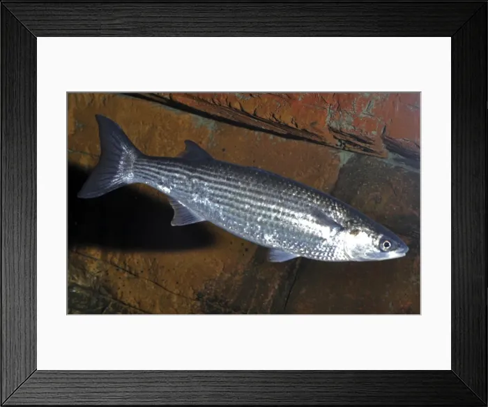 Framed Print : Thick-lipped Mullet, UK coastal seas, south to Mediterranean and Black Sea Framed Print : Thick-lipped Mullet, UK coastal seas, south to Mediterranean and Black Sea