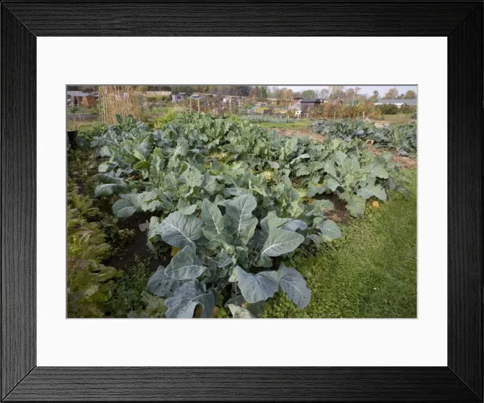 Framed Print : Green vegetables growing on local allotment near Chipping Campden Cotswolds UK Framed Print : Green vegetables growing on local allotment near Chipping Campden Cotswolds UK