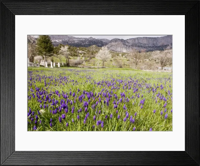 Framed Print : Masses of a grape hyacinth, Muscari neglectum = M. atlanticum in a cemetry near Ibradi. Taurus Mountains, south Turkey Framed Print : Masses of a grape hyacinth, Muscari neglectum = M. atlanticum in a cemetry near Ibradi. Taurus Mountains, south Turkey