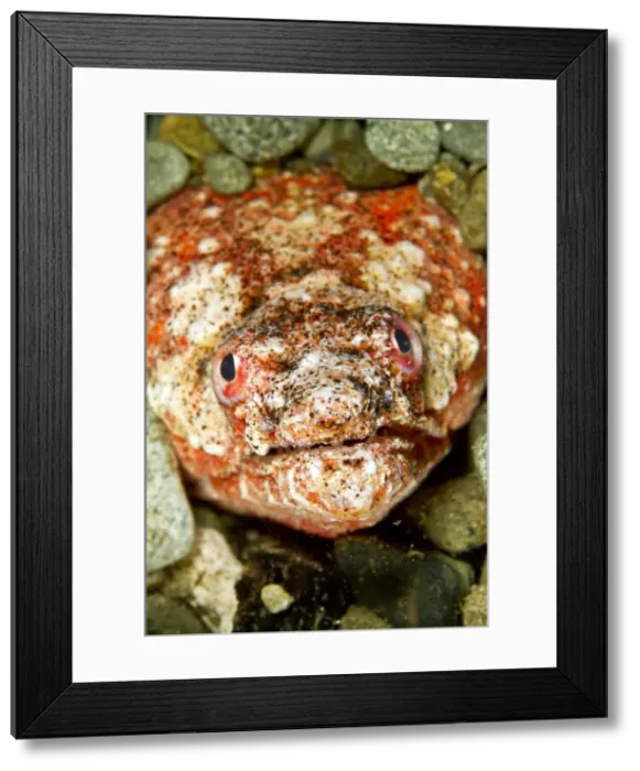 Framed Print : Reptilian Snake Eel - Indonesia Framed Print : Reptilian Snake Eel - Indonesia