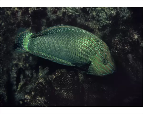 Speckled Rainbow Fish - Indian Ocean
