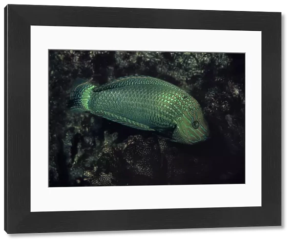 Speckled Rainbow Fish - Indian Ocean