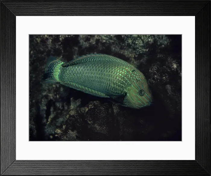 Framed Print : Speckled Rainbow Fish - Indian Ocean Framed Print : Speckled Rainbow Fish - Indian Ocean