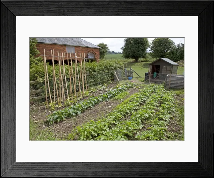 Framed Print : Productive vegetable plot with stick beans potatos and small chicken shed Mickleton UK