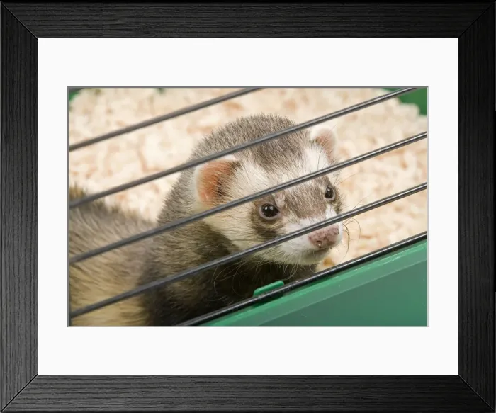 Framed Print : Ferret - in cage - in studio Framed Print : Ferret - in cage - in studio