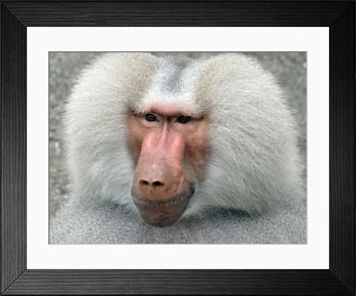 Framed Print : Sacred Baboon, East Africa, adult male Framed Print : Sacred Baboon, East Africa, adult male