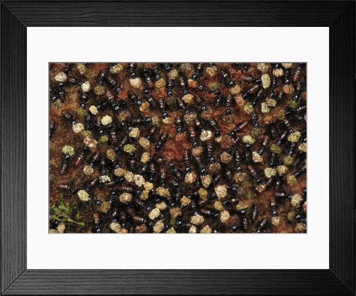Framed Print : Termites - mass carrying food. Tanjung Puting National Park - Kalimantan - Borneo - Indonesia Framed Print : Termites - mass carrying food. Tanjung Puting National Park - Kalimantan - Borneo - Indonesia