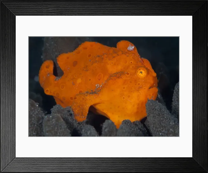 Framed Print : Painted Frogfish - Indonesia Framed Print : Painted Frogfish - Indonesia