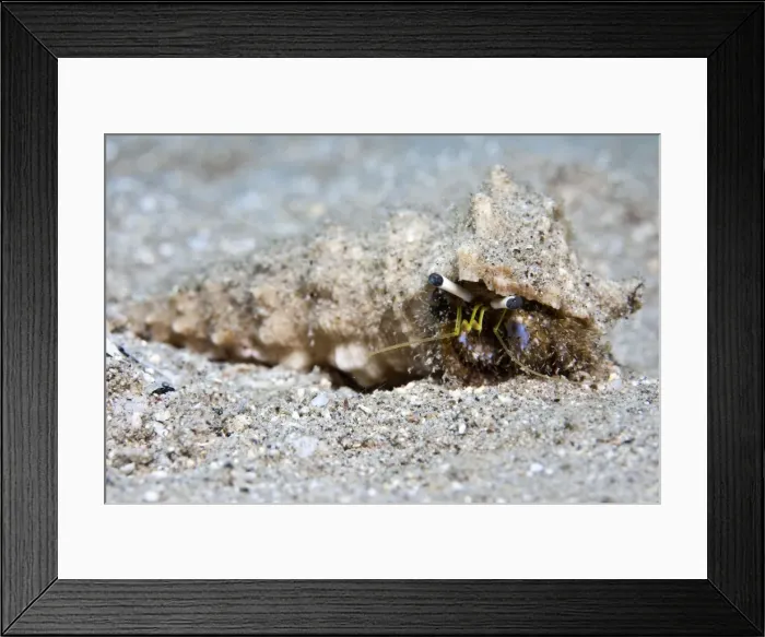 Framed Print : Hermit Crab - Red Sea Framed Print : Hermit Crab - Red Sea