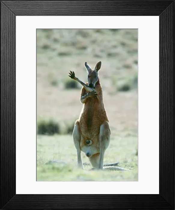 Framed Print : Red Kangaroo JPF 2570 Licking forearms to cool down (evaporation), Australia Megaleia rufa © Jean-Paul Ferrero / ARDEA LONDON Framed Print : Red Kangaroo JPF 2570 Licking forearms to cool down (evaporation), Australia Megaleia rufa © Jean-Paul Ferrero / ARDEA LONDON