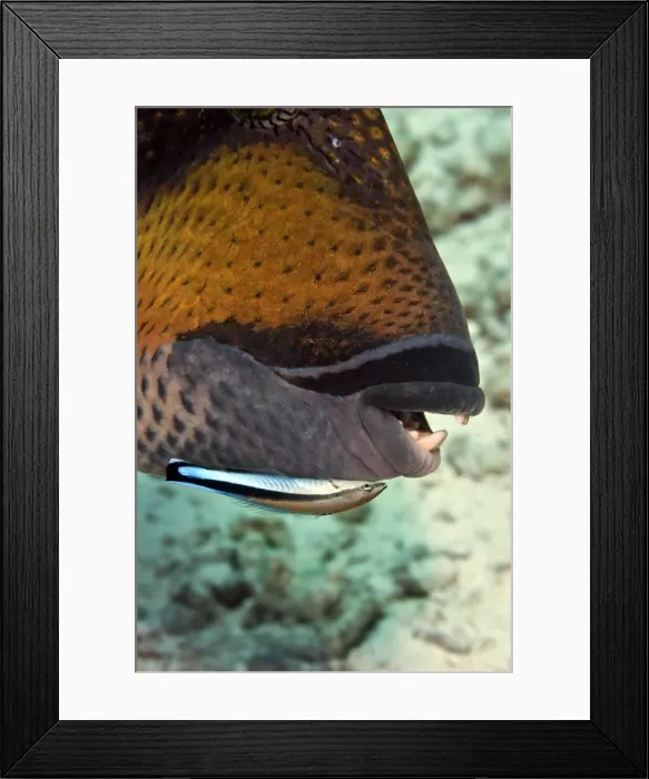 Framed Print : Cleaner Wrasse - cleaning Titan Triggerfish (Balistoides sp. ) - Maldives Framed Print : Cleaner Wrasse - cleaning Titan Triggerfish (Balistoides sp. ) - Maldives