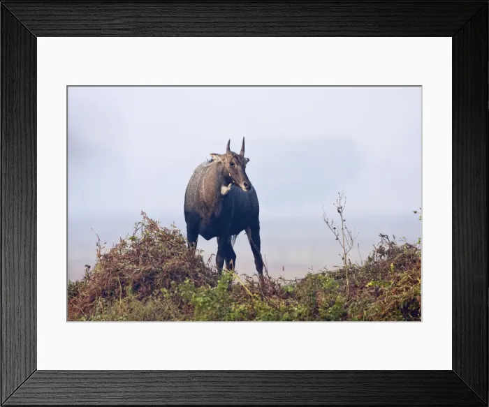Framed Print : Nilgai / Bluebull - stag - Keoladeo National Park, Rajasthan, India Framed Print : Nilgai / Bluebull - stag - Keoladeo National Park, Rajasthan, India