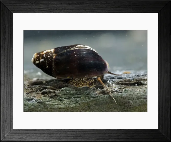 Framed Print : Melanopsis etrusca - Italian endemism - Tuscany Framed Print : Melanopsis etrusca - Italian endemism - Tuscany