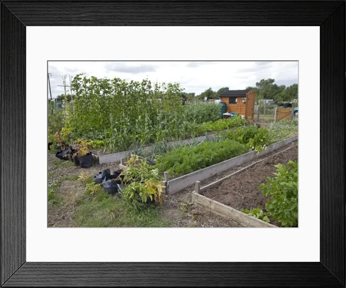Framed Print : Vegetables growing in raised beds on community allotments - Bishops Cleeve - Cheltenham - UK Framed Print : Vegetables growing in raised beds on community allotments - Bishops Cleeve - Cheltenham - UK