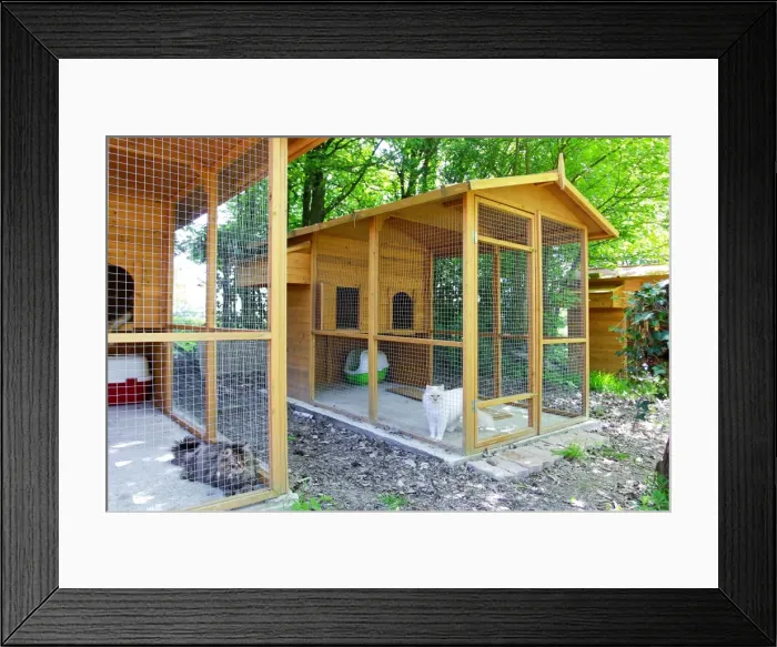Framed Print : Cattery - with Maine Coon cats Framed Print : Cattery - with Maine Coon cats