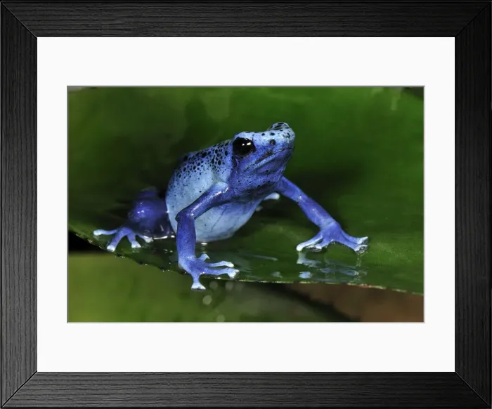 Framed Print : Dyeing Poison Dart Frog Blue Poison Dart Frog - Surinam Framed Print : Dyeing Poison Dart Frog Blue Poison Dart Frog - Surinam