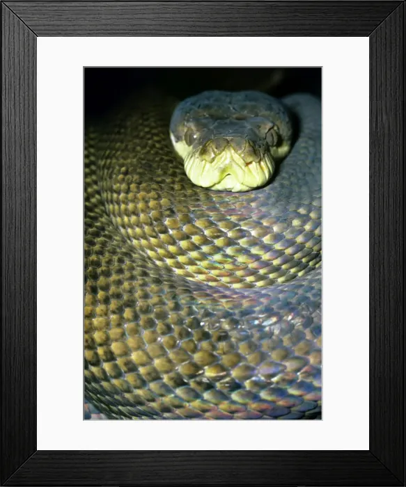 Framed Print : Amethyst / Amethystine / Scrud Python - head in coils - Australia Framed Print : Amethyst / Amethystine / Scrud Python - head in coils - Australia
