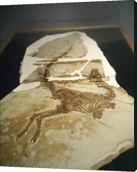 Sinosauropteryx Dinosaur Skeleton