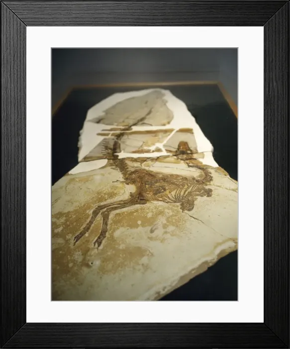 Framed Print : Sinosauropteryx Dinosaur Skeleton Framed Print : Sinosauropteryx Dinosaur Skeleton
