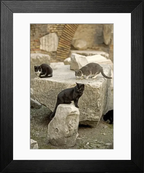 Framed Print : Cats - Markets of Trajan - Rome - Italy Framed Print : Cats - Markets of Trajan - Rome - Italy