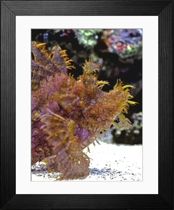 Framed Print : Eschmeyer's Scorpion Fish, reefs of the northwest Pacific Framed Print : Eschmeyer's Scorpion Fish, reefs of the northwest Pacific