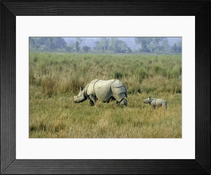 Framed Print : One-horned Rhinoceros JR 78 Parent with young, India © Jagdeep Rajput / ARDEA LONDON Framed Print : One-horned Rhinoceros JR 78 Parent with young, India © Jagdeep Rajput / ARDEA LONDON