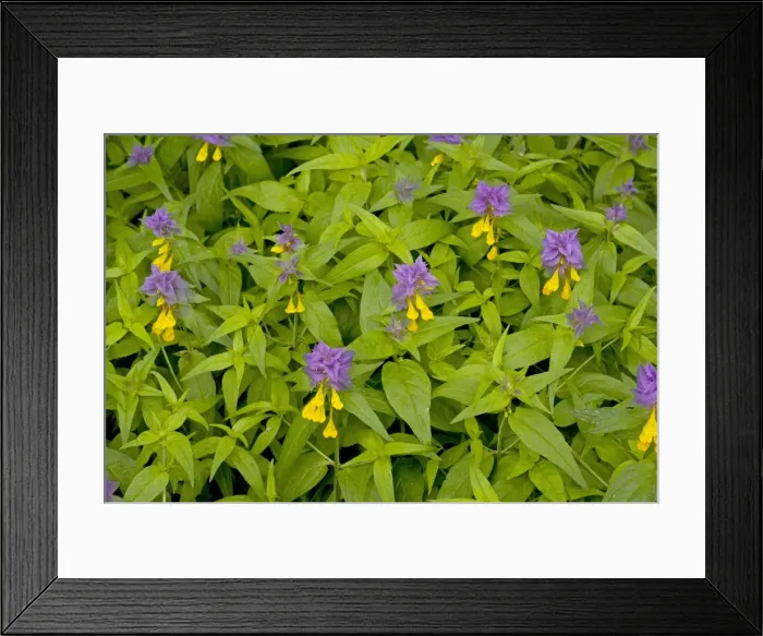 Framed Print : A cow-wheat / brothers and sisters - Transylvania Framed Print : A cow-wheat / brothers and sisters - Transylvania