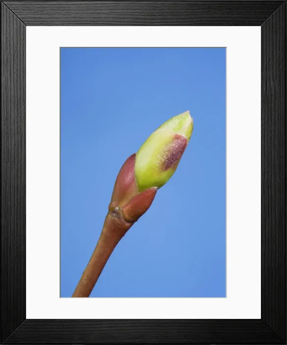 Framed Print : Common lime bud and leaf Framed Print : Common lime bud and leaf
