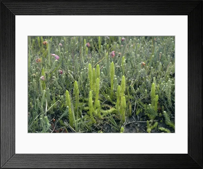 Framed Print : Marsh Clubmoss ROG 4667 Lycopodiella innundata © Bob Gibbons / ardea. com Framed Print : Marsh Clubmoss ROG 4667 Lycopodiella innundata © Bob Gibbons / ardea. com