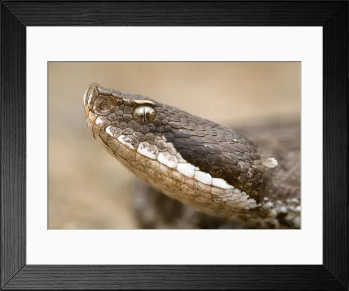 Framed Print : Asp Viper - close-up - Central Italy Framed Print : Asp Viper - close-up - Central Italy