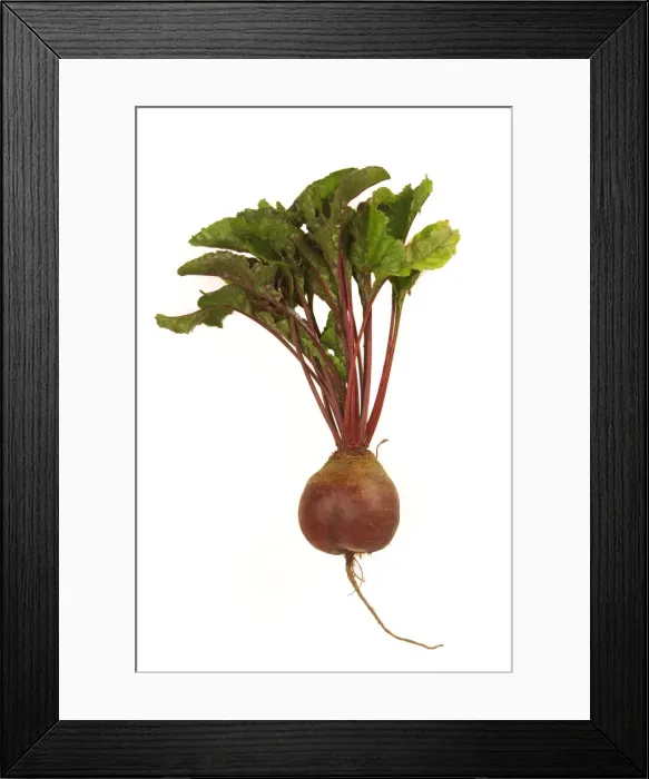 Framed Print : Beetroot. LA-9522. Beetroot. BETA VULGARIS. Jean-Michel Labat. Framed Print : Beetroot. LA-9522. Beetroot. BETA VULGARIS. Jean-Michel Labat.