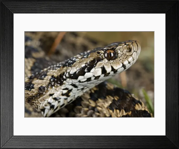 Framed Print : Ursini's viper - male - Apennines - Italy Framed Print : Ursini's viper - male - Apennines - Italy