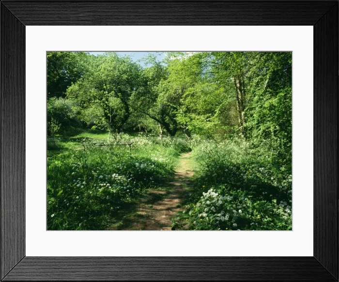 Framed Print : Woodland Knapp papermill resrve Worcestershire wildlife trust Worcestershire, United Kingdom Framed Print : Woodland Knapp papermill resrve Worcestershire wildlife trust Worcestershire, United Kingdom