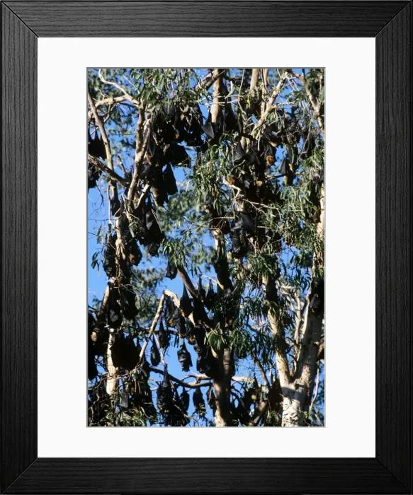 Framed Print : Gould's Fruit Bat - & Spectacled Fruit Bat (Pteropus conspicillatus) - North Queensland - Australia Framed Print : Gould's Fruit Bat - & Spectacled Fruit Bat (Pteropus conspicillatus) - North Queensland - Australia