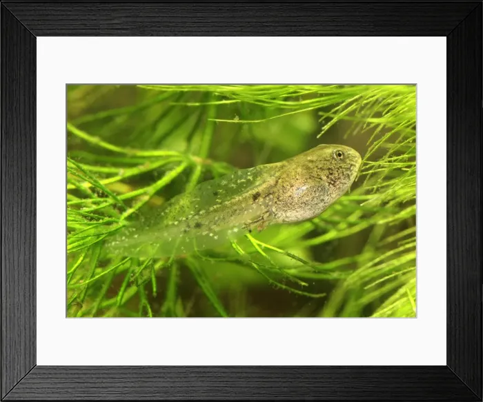 Framed Print : European Common Frog - tadpole - Switzerland Framed Print : European Common Frog - tadpole - Switzerland