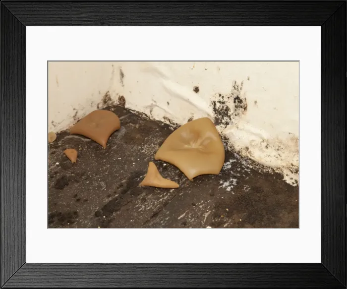 Framed Print : Fungal growth on wet floorboards in derelict farmhouse - Cotswolds UK Framed Print : Fungal growth on wet floorboards in derelict farmhouse - Cotswolds UK