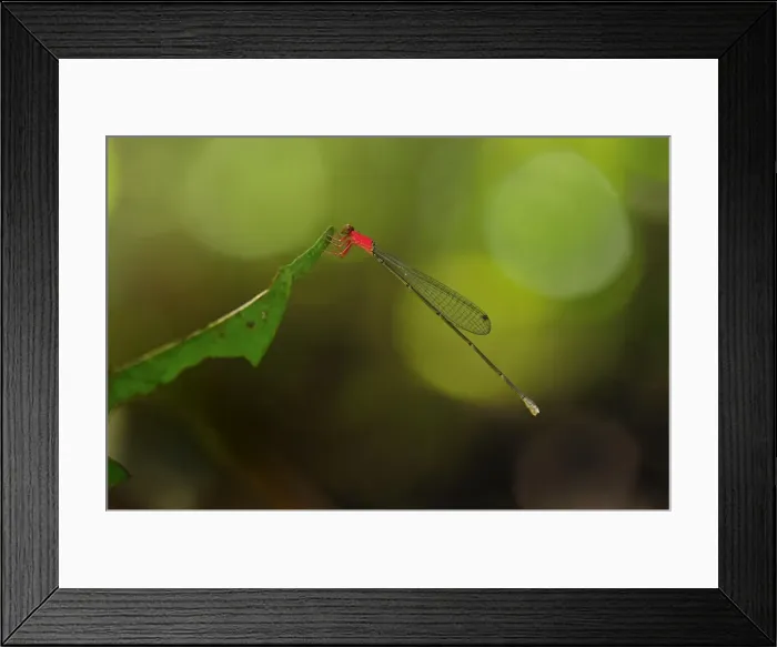 Framed Print : damselfly - Tanjung Puting National Park - Kalimantan - Borneo - Indonesia Framed Print : damselfly - Tanjung Puting National Park - Kalimantan - Borneo - Indonesia
