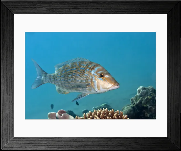 Framed Print : Spangled Emperor - Red Sea Framed Print : Spangled Emperor - Red Sea