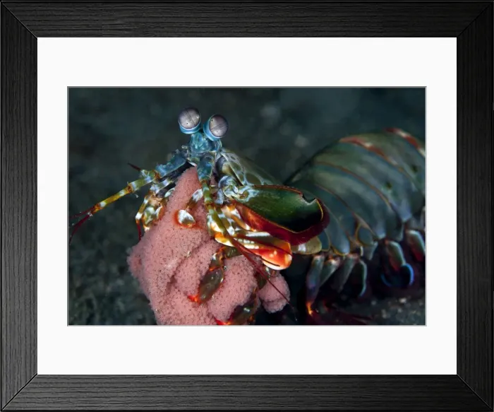 Framed Print : Mantis Shrimp - with eggs - Indonesia Framed Print : Mantis Shrimp - with eggs - Indonesia