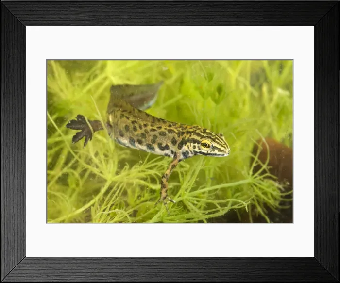 Framed Print : Smooth Newt - male in habitat - Italy Framed Print : Smooth Newt - male in habitat - Italy