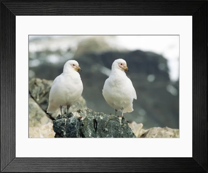 Framed Print : Yellow-billed Sheathbill JPF 8708 Hope Bay, Antarctic Pennines Chionis alba © Jean-Paul Ferrero / ardea. com Framed Print : Yellow-billed Sheathbill JPF 8708 Hope Bay, Antarctic Pennines Chionis alba © Jean-Paul Ferrero / ardea. com