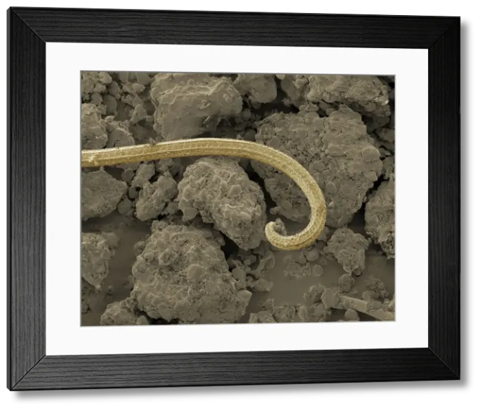 Framed Print : Scanning Electron Micrograph (SEM): Magnification x 600 (A4 size: 29. 7 cm width) Framed Print : Scanning Electron Micrograph (SEM): Magnification x 600 (A4 size: 29. 7 cm width)