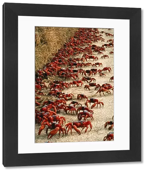 Red Crab - a land crab on road during migration - Christmas Island - Indian Ocean (Australian Territory)