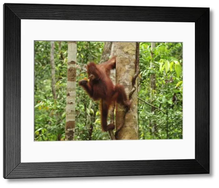Framed Print : Borneo Orangutan - juvenil on a tree - Camp Leakey - Tanjung Puting National Park - Kalimantan - Borneo - Indonesia Framed Print : Borneo Orangutan - juvenil on a tree - Camp Leakey - Tanjung Puting National Park - Kalimantan - Borneo - Indonesia