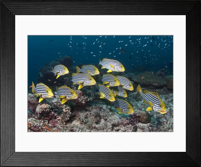 Framed Print : Oriental Sweetlips - school - Maldives Framed Print : Oriental Sweetlips - school - Maldives