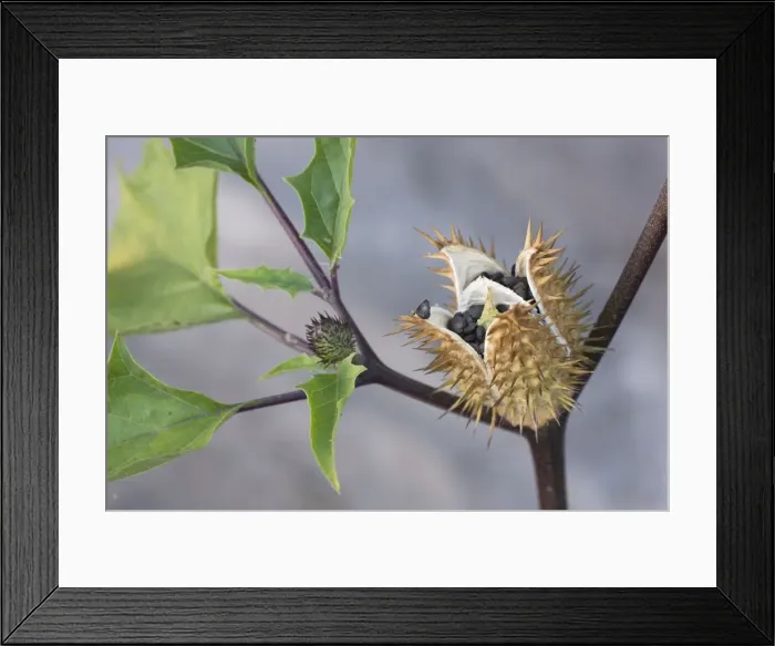 Framed Print : Thorn Apple of Jimson Weed of Datura