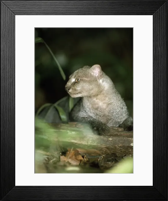 Framed Print : Jaguarundi - Amazonas - Brazil Framed Print : Jaguarundi - Amazonas - Brazil