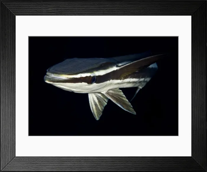 Framed Print : Remora / Sharksucker - Red Sea Framed Print : Remora / Sharksucker - Red Sea
